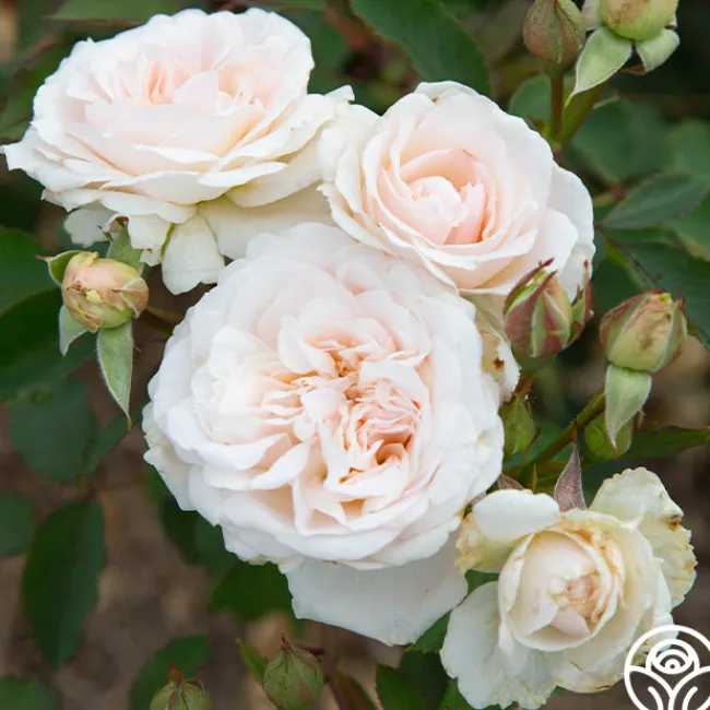 Morden Blush>Heirloom Roses Online