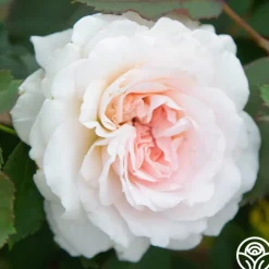 Morden Blush><noscript><img width=