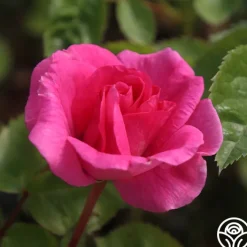 Morden Centennial><noscript><img width=