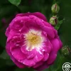 Morletii>Heirloom Roses Discount