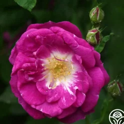 Morletii>Heirloom Roses Discount