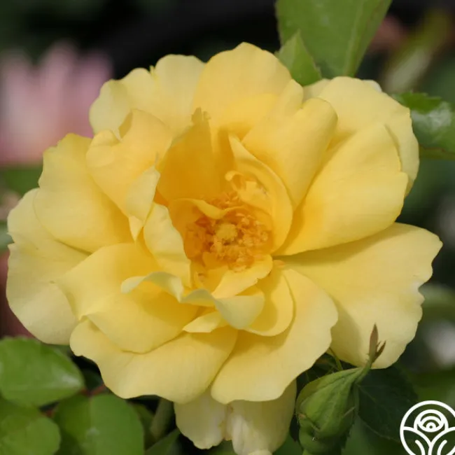 Morning Has Broken™>Heirloom Roses New