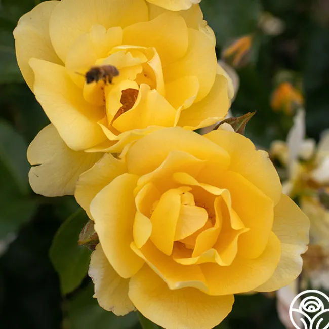 Morning Has Broken™>Heirloom Roses New