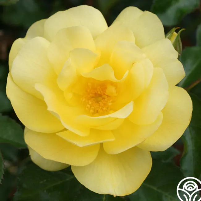 Morning Has Broken™>Heirloom Roses New