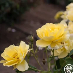 Morning Has Broken™><noscript><img width=