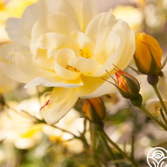 Morning Has Broken™>Heirloom Roses New