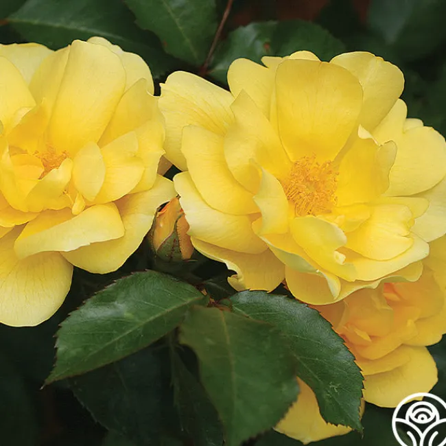 Morning Has Broken™>Heirloom Roses New