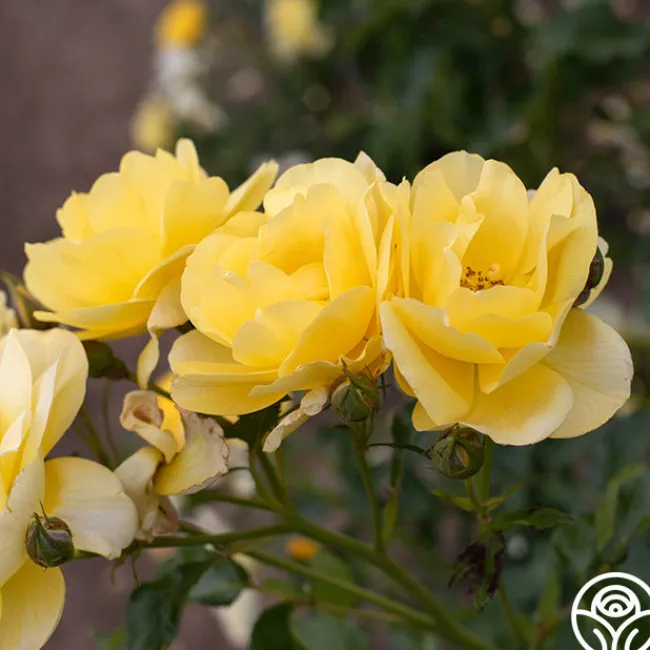 Morning Has Broken™>Heirloom Roses New