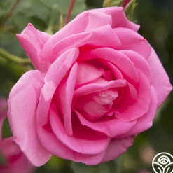 Morning Jewel®>Heirloom Roses