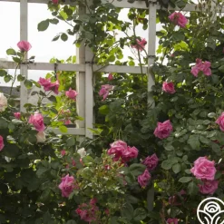 Morning Jewel®>Heirloom Roses