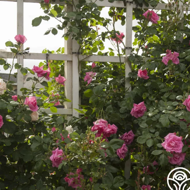 Morning Jewel®>Heirloom Roses