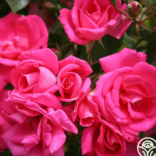 Morning Jewel®>Heirloom Roses