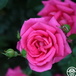 Morning Jewel®><noscript><img width=