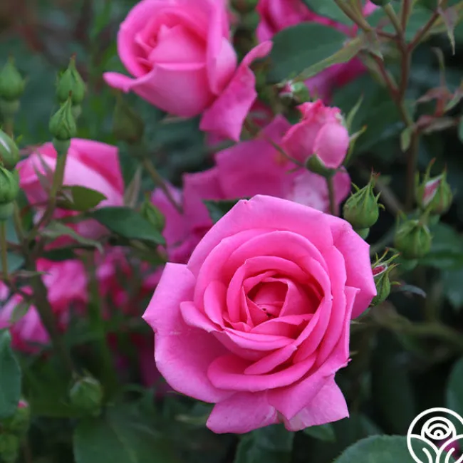 Morning Jewel®>Heirloom Roses