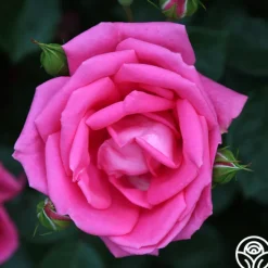Morning Jewel®><noscript><img width=