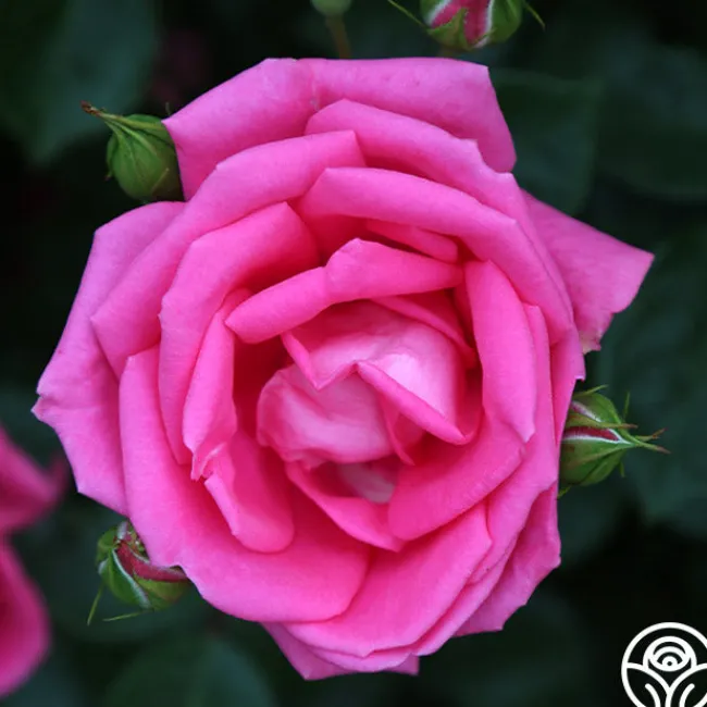 Morning Jewel®>Heirloom Roses