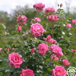 Morning Jewel®><noscript><img width=