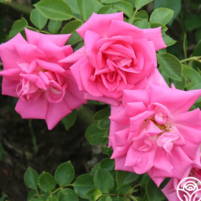 Morning Jewel®>Heirloom Roses