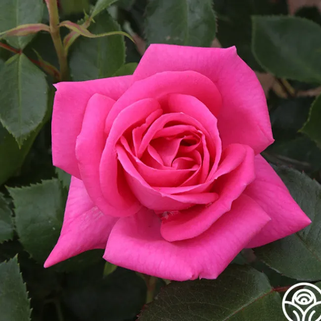 Morning Jewel®>Heirloom Roses