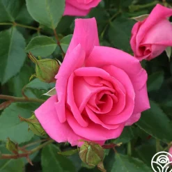 Morning Jewel®><noscript><img width=