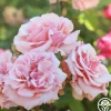 Mother of Pearl®>Heirloom Roses Clearance