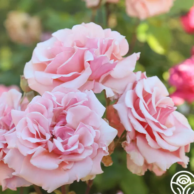 Mother of Pearl®>Heirloom Roses Clearance