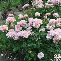 Mother of Pearl®>Heirloom Roses Clearance