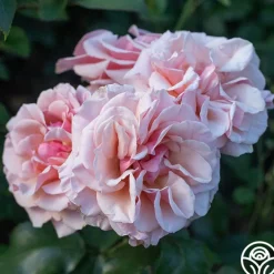 Mother of Pearl®><noscript><img width=