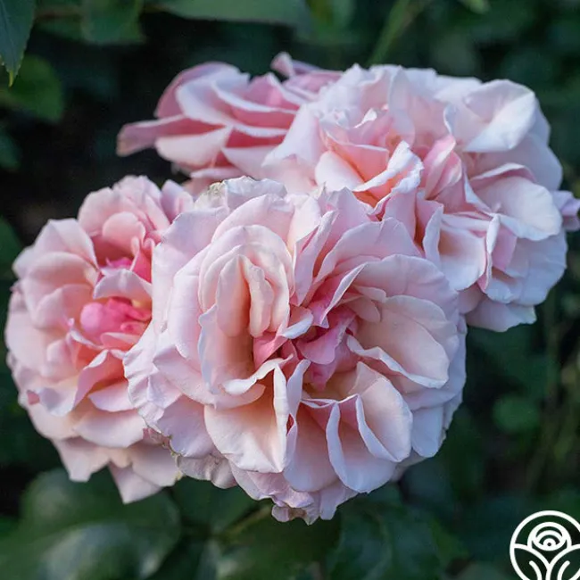 Mother of Pearl®>Heirloom Roses Clearance