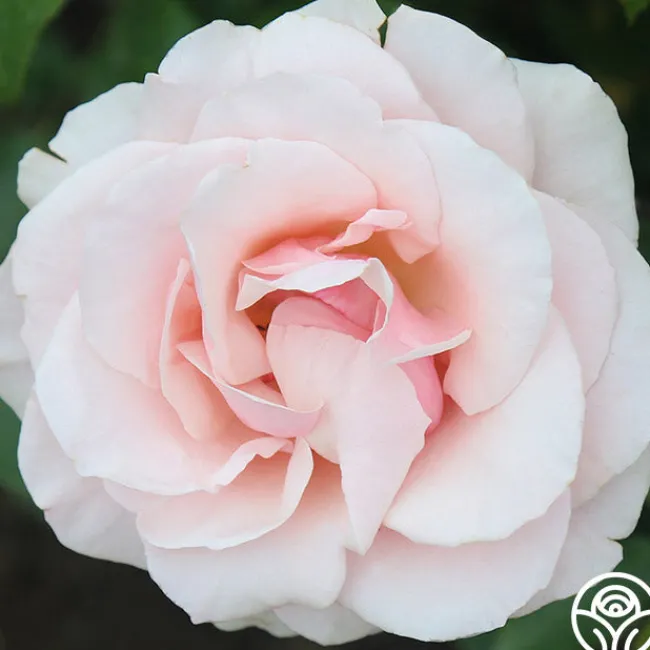 Mother of Pearl®>Heirloom Roses Clearance