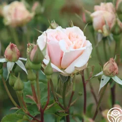 Mother of Pearl®><noscript><img width=