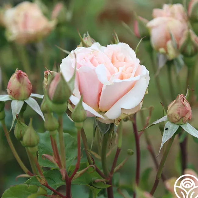 Mother of Pearl®>Heirloom Roses Clearance