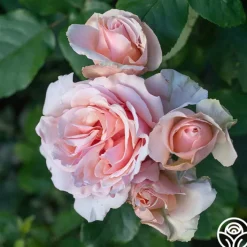 Mother of Pearl®><noscript><img width=