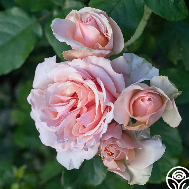 Mother of Pearl®>Heirloom Roses Clearance