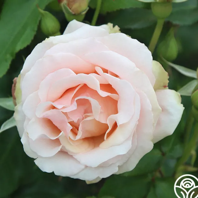 Mother of Pearl®>Heirloom Roses Clearance