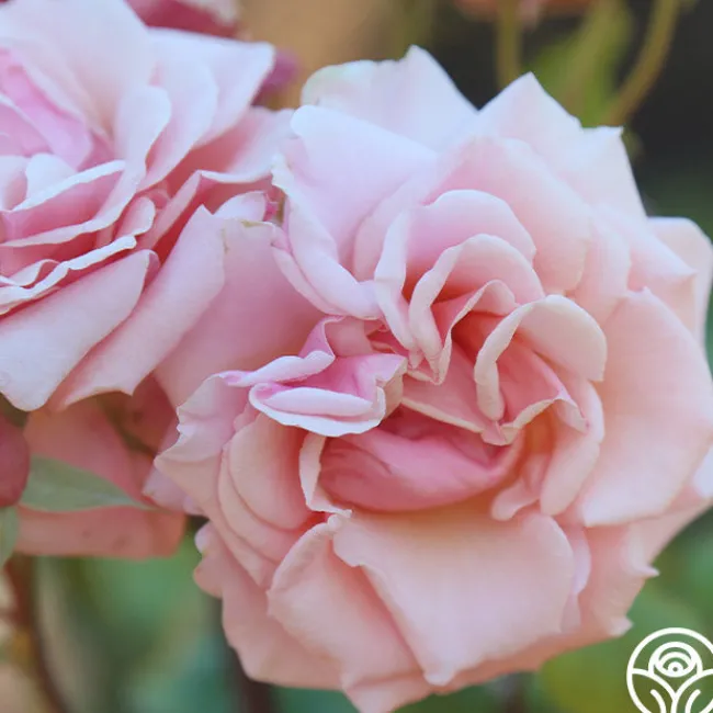 Mother of Pearl®>Heirloom Roses Clearance