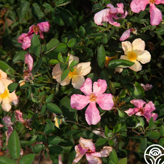 Mutabilis>Heirloom Roses Hot