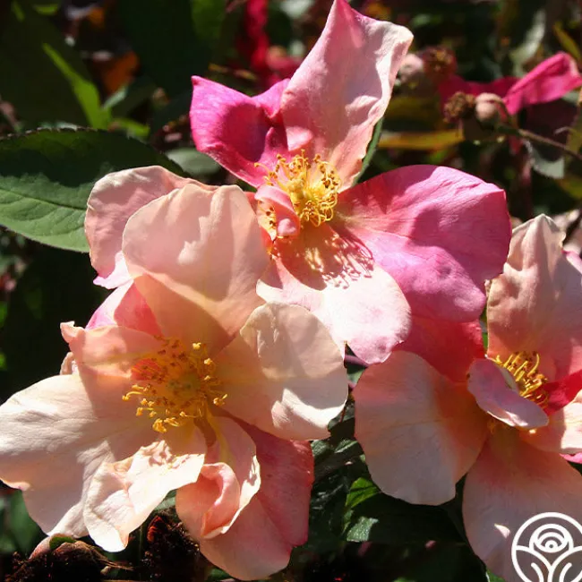 Mutabilis>Heirloom Roses Hot