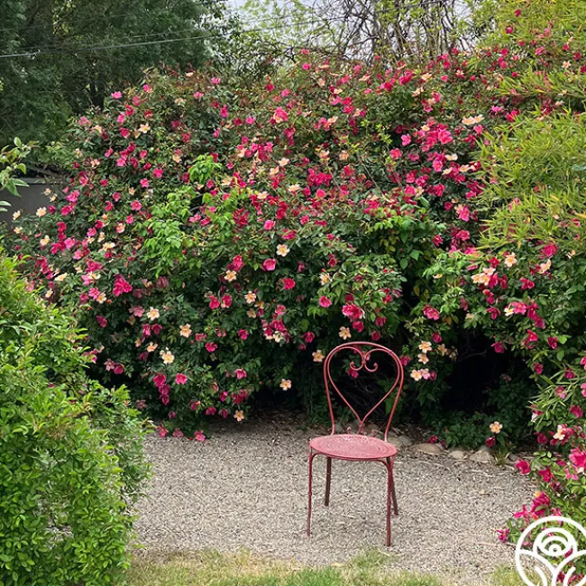 Mutabilis>Heirloom Roses Hot