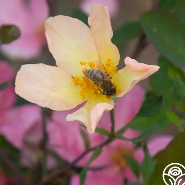 Mutabilis>Heirloom Roses Hot