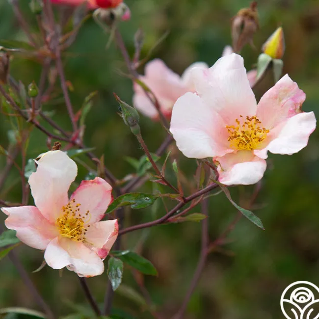 Mutabilis>Heirloom Roses Hot