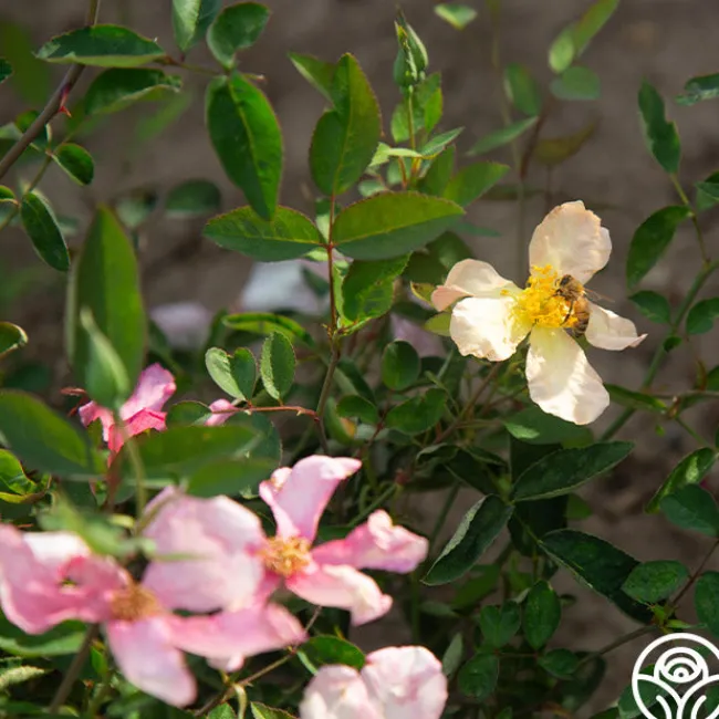 Mutabilis>Heirloom Roses Hot