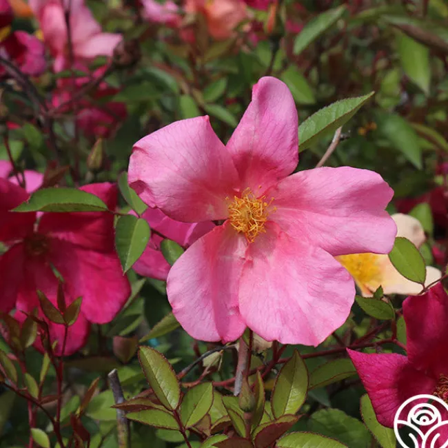 Mutabilis>Heirloom Roses Hot