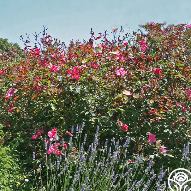 Mutabilis>Heirloom Roses Hot