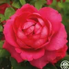 My Annie>Heirloom Roses Best
