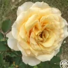 My Best Friend™>Heirloom Roses Clearance