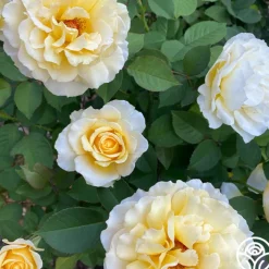 My Best Friend™>Heirloom Roses Clearance