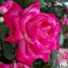 My Caroline™>Heirloom Roses Discount