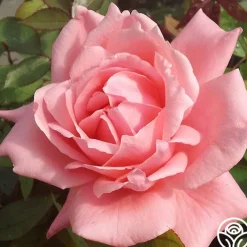 Nantucket>Heirloom Roses Outlet