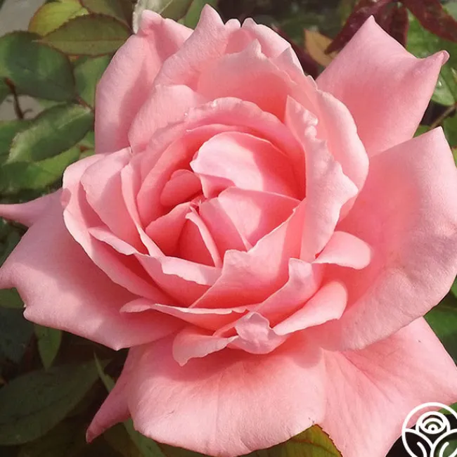 Nantucket>Heirloom Roses Outlet
